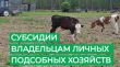Субсидия для ЛПХ на производство овец и коз на убой (в живом весе) Субсидия для ЛПХ на производство овец и коз на убой (в живом весе)