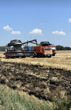 Жатва в Шпаковском муниципальном округе идёт полным ходом. 