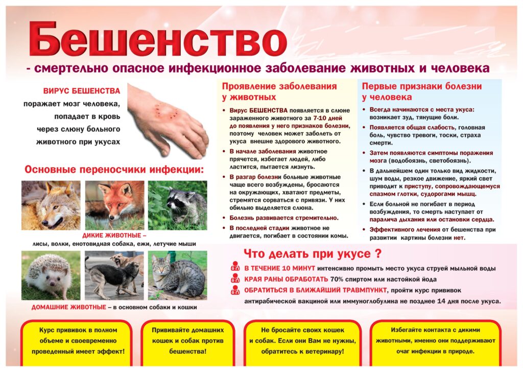 памятка по бешенству.jpg