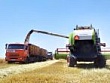 В Шпаковском муниципальном округе Ставропольского края уборочная кампания по зерновым и зернобобовым культурам уверенно преодолела «экватор».