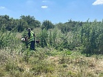 Пресечение незаконного культивирования наркосодержащих растений