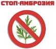 О мерах борьбы с амброзией полыннолистной О мерах борьбы с амброзией полыннолистной